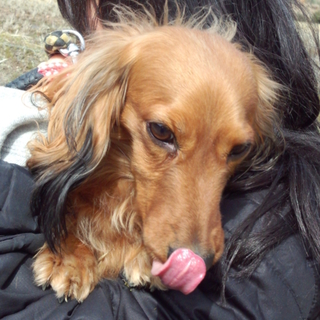 緊急！飼い主がセンターへ持ち込んだダックス