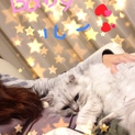 チンチラシルバー♂