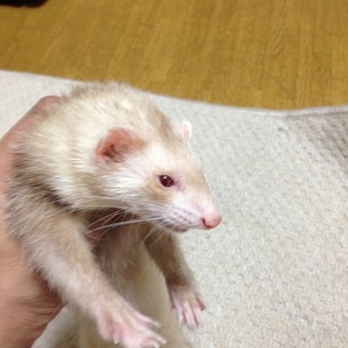 3歳半バスバレーのアルビノ雌の里親様募集します。