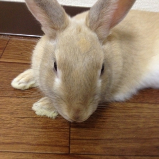 ピーターラビット