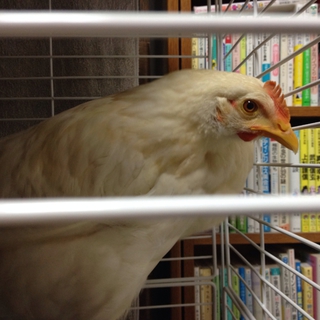 ニワトリです。  なついています。鳴きません