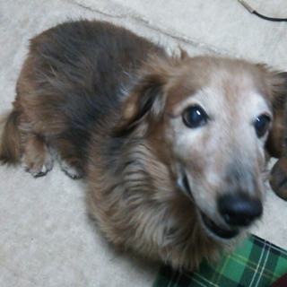 老犬ですが元気いっぱいなミニチュアダックスです
