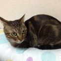 キジトラ　3歳　飼育セット付