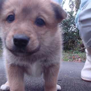 1.5～2ヶ月の元気な仔犬たち（オス）です。