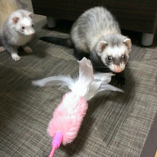 無事、里親さんが決まりました！
