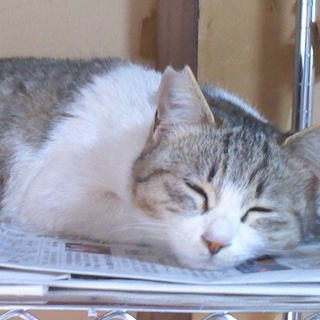 ちょっとシャイな女の子、キジトラちゃん