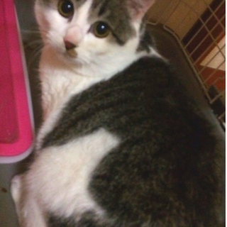 ※代理※人懐こい猫、里親募集中