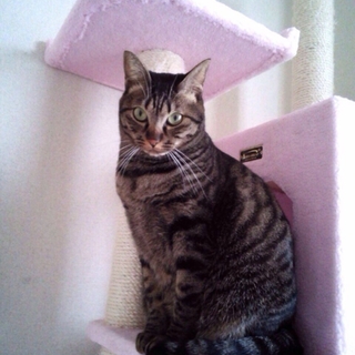 飼い主さんが亡くなった姫猫コロンを新しい家族に！