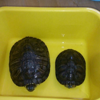 ミドリガメ 2匹  ありがとうございました