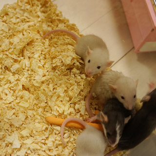 【再度】ダンボラットの飼い主さん募集