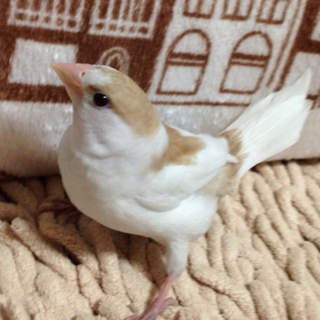 十姉妹♀里親募集