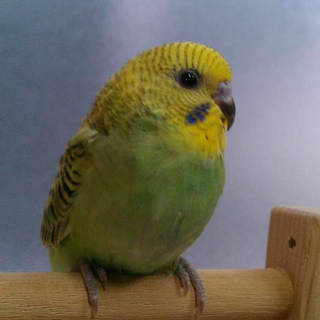 セキセイインコ雛を貰って下さい