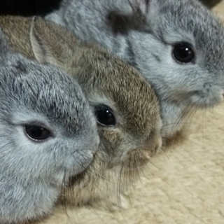 可愛がって頂ける方