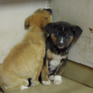 不安な毎日を過ごしている生後約4ヶ月の兄妹犬