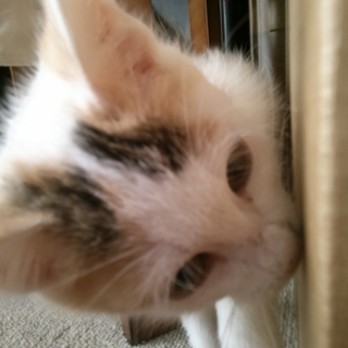 子猫の里親募集中！