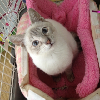 一時募集停止します　ルックス良しの美猫