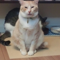 ひょうきんものの被災猫クニクニ