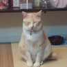 ひょうきんものの被災猫クニクニ サムネイル2