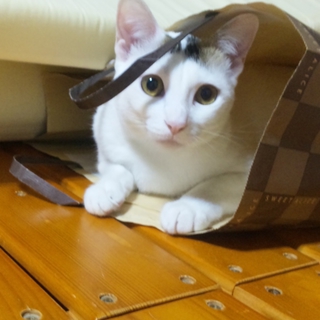 ミックス8か月雌