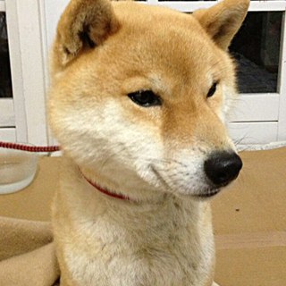 小さめの柴犬、２才！！