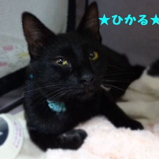 里親様が決定致しました。