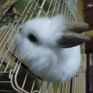 仔うさぎの里親様募集。