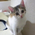 天使のようにかわいい、目のパッチリした三毛猫