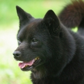 飼いやすい甲斐犬　マリちゃん９歳