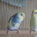 里親様が決まりました。ありがとうございました。