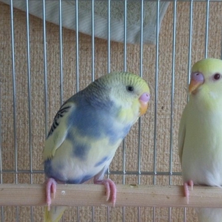 里親様が決まりました。ありがとうございました。