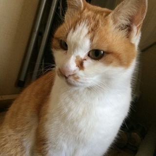 にゃらんの弟子と同じ柄のニャンコです！