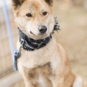 優しくてひょうきん　甲斐犬ミックスチョコ君２歳