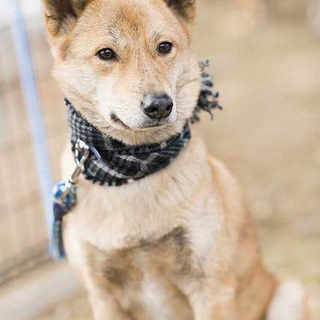 優しくてひょうきん　甲斐犬ミックスチョコ君２歳