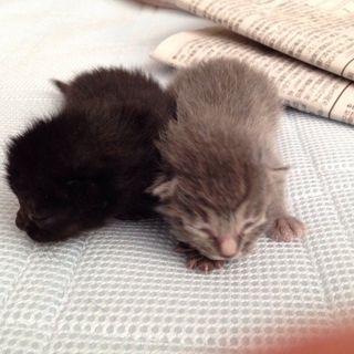 子猫の赤ちゃんの里親大募集！！