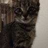 応募多数のためしめきります サムネイル3