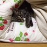 応募多数のためしめきります サムネイル5