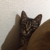 応募多数のためしめきります サムネイル7