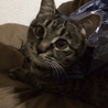 応募多数のためしめきります サムネイル4