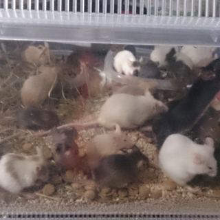 カラーマウス里親募集
