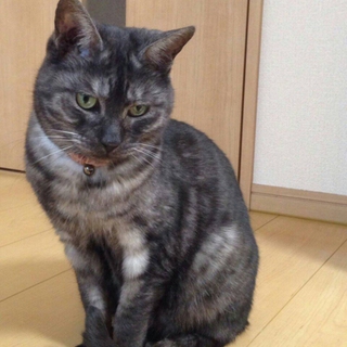 甘えん坊な男の子☆ジェローデル君