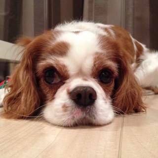 愛くるしいキャバリアちゃんです