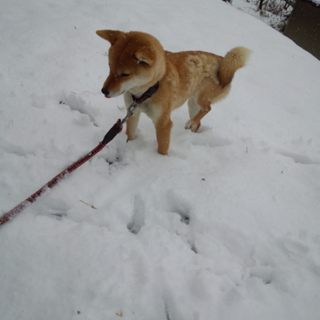 柴犬♀　４歳☆