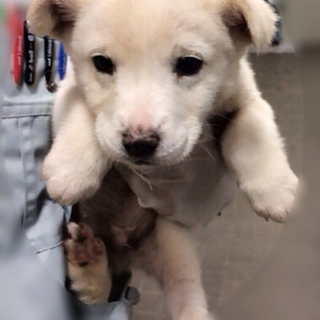 白mix子犬の男の子