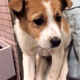 白茶mix子犬の女の子