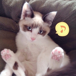 オシャレな柄の猫二匹^_^