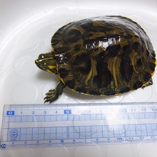 ミドリガメ？ありがとうございました