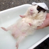 2歳のアビニシアンモルモット 里親募集 サムネイル4