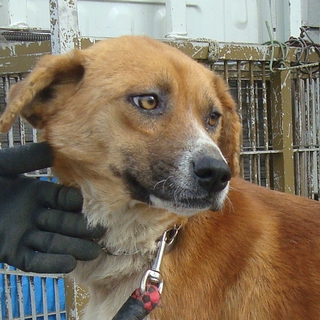 期限間近！！人慣れした元気な男の子です