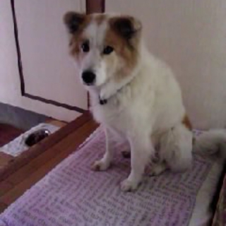 やさしい人募集
