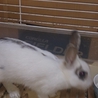 うさぎの里親募集！ サムネイル2